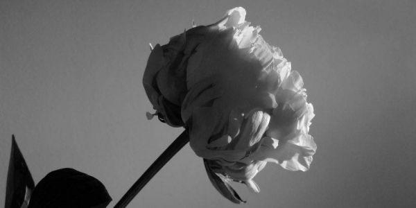 photo_photo